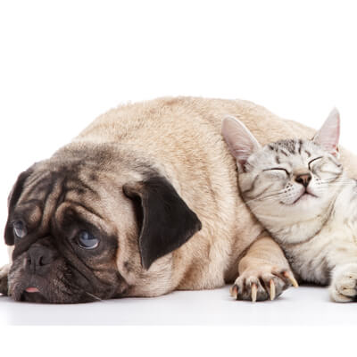 About Park Slope Veterinary Care in Brooklyn, NY