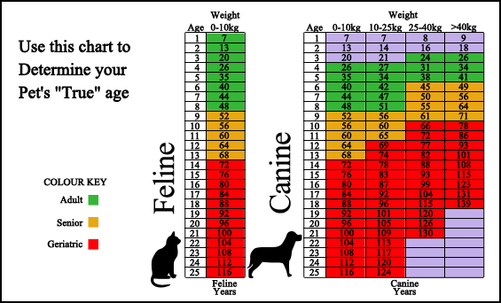 Park Slope Veterinary Care - Surveillance Screening